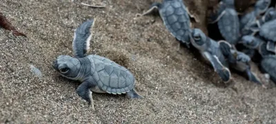 Yeşil deniz kaplumbağalarının Akdeniz yolculuğu başladı