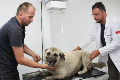 Giresun'da vahşice ezilen can dost hayata döndürüldü