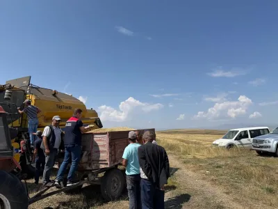 Kars'ta Ata tohumu kavılca'da hasat bereketi